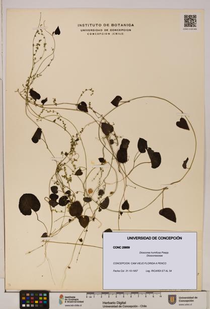 Dioscorea humifusa [Espécimen: ]