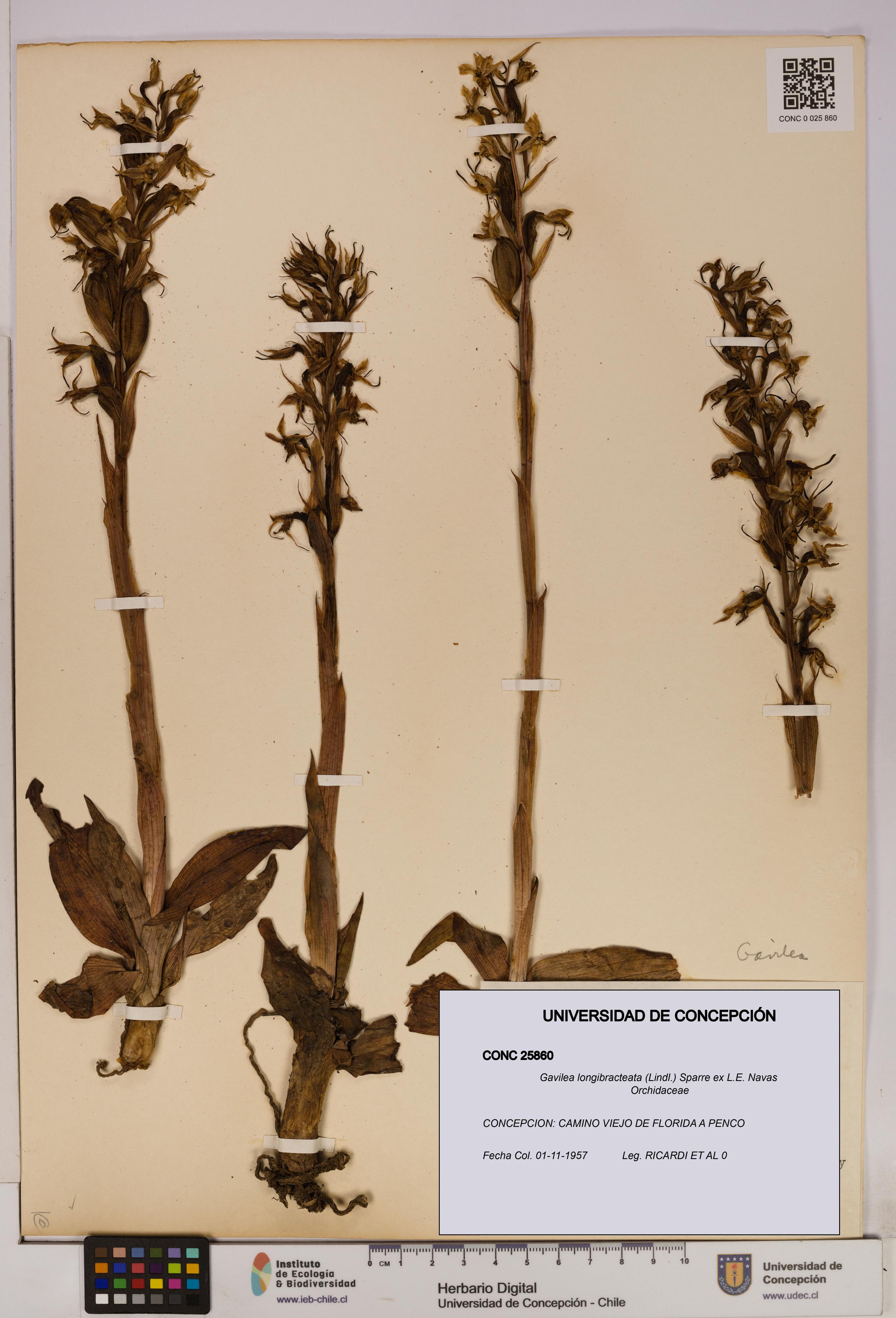 Gavilea longibracteata [Espécimen: UDEC:CONC:0025860]