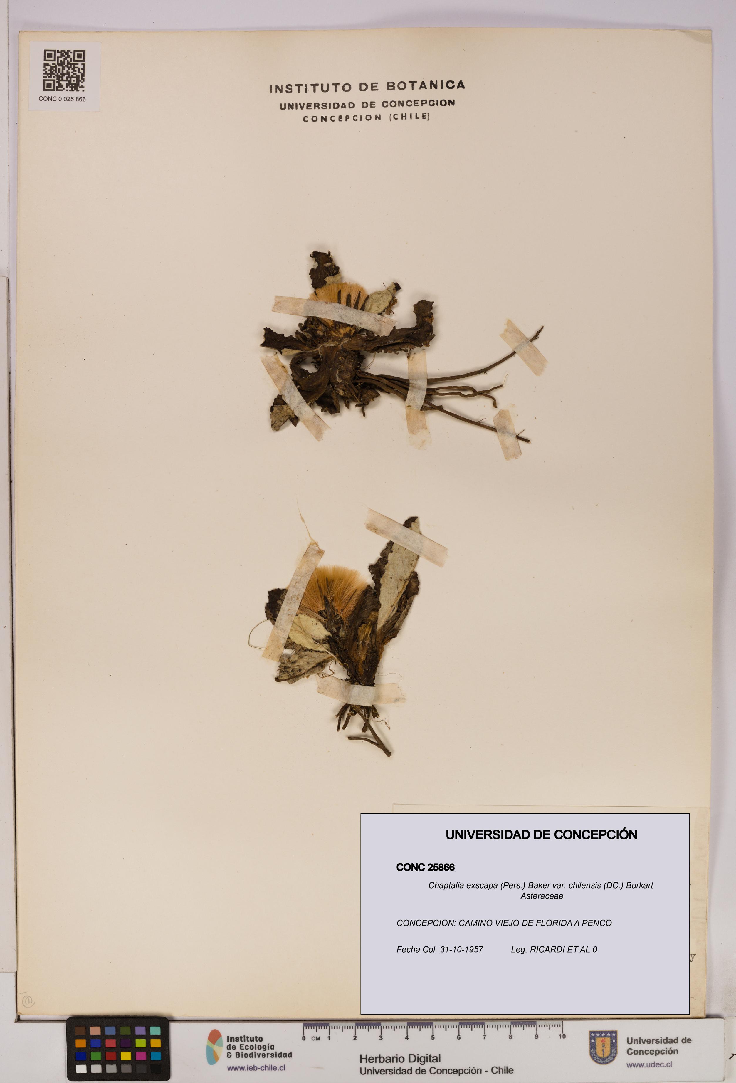 Chaptalia exscapa var. chilensis [Espécimen: UDEC:CONC:0025866]