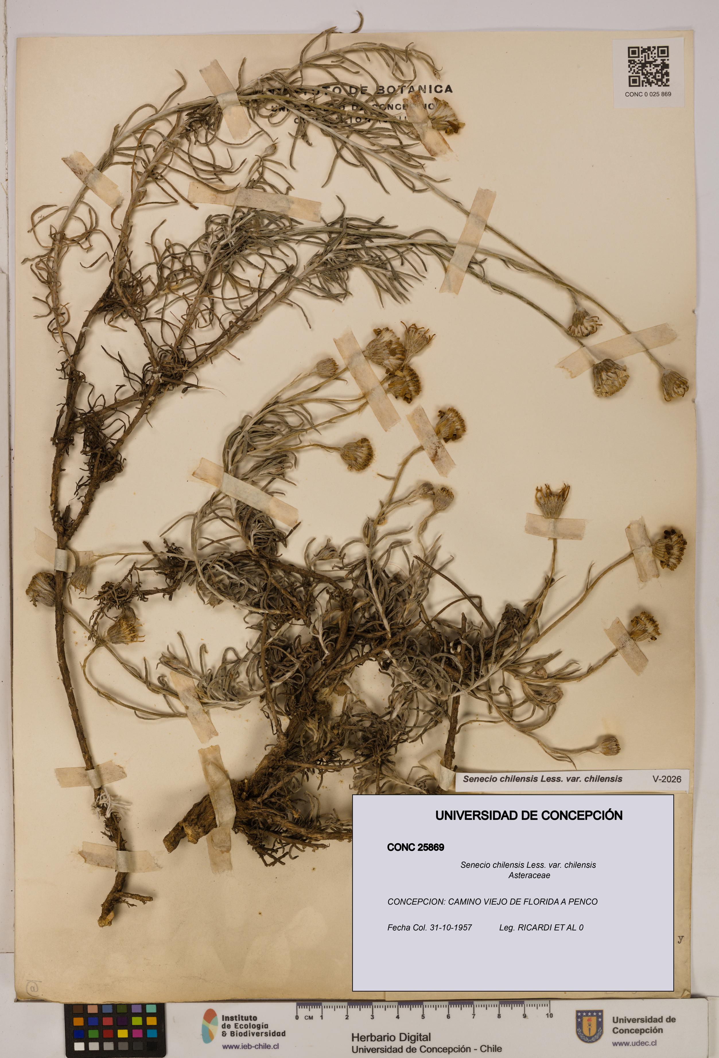 Senecio chilensis var. chilensis [Espécimen: UDEC:CONC:0025869]