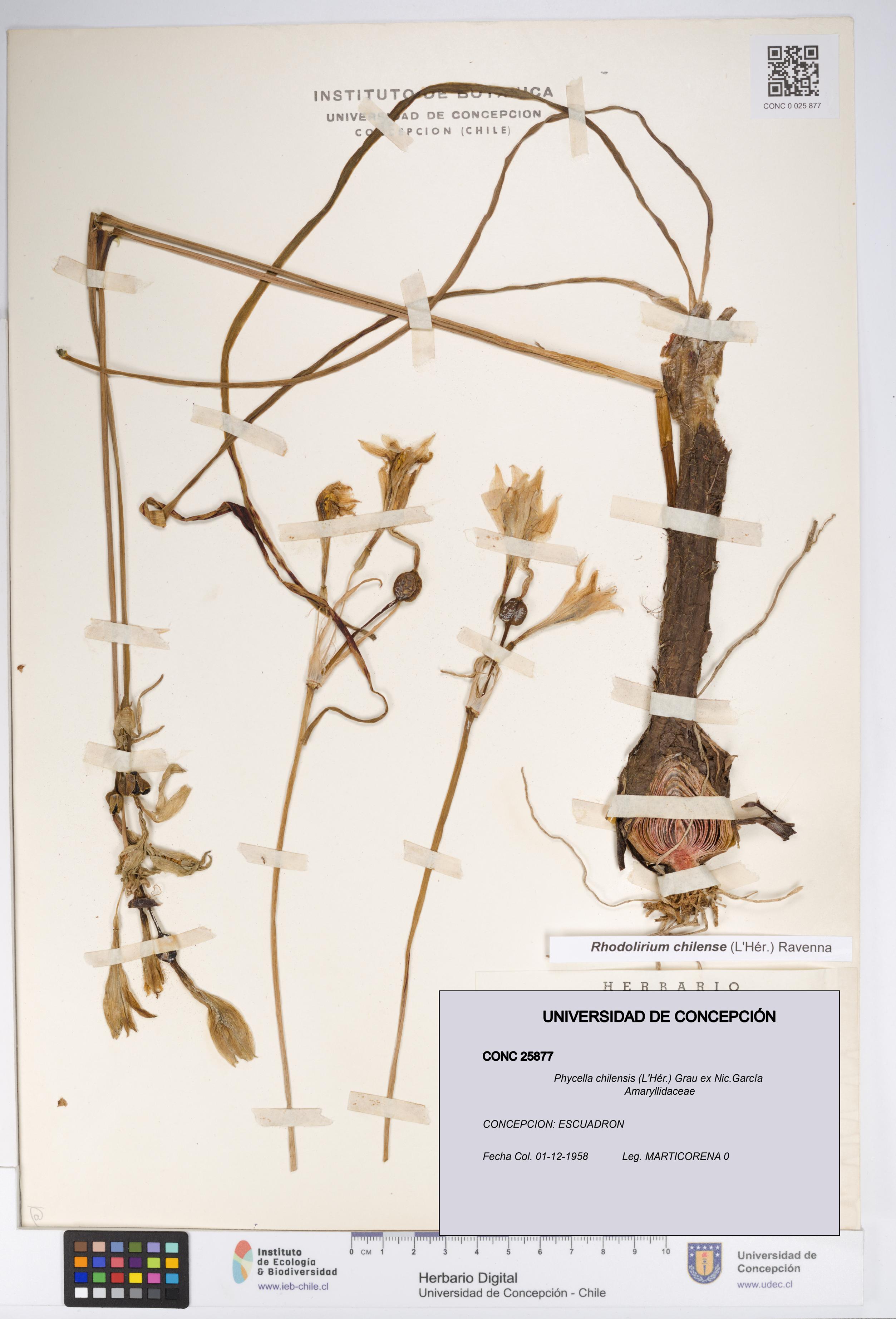 Phycella chilensis [Espécimen: UDEC:CONC:0025877]