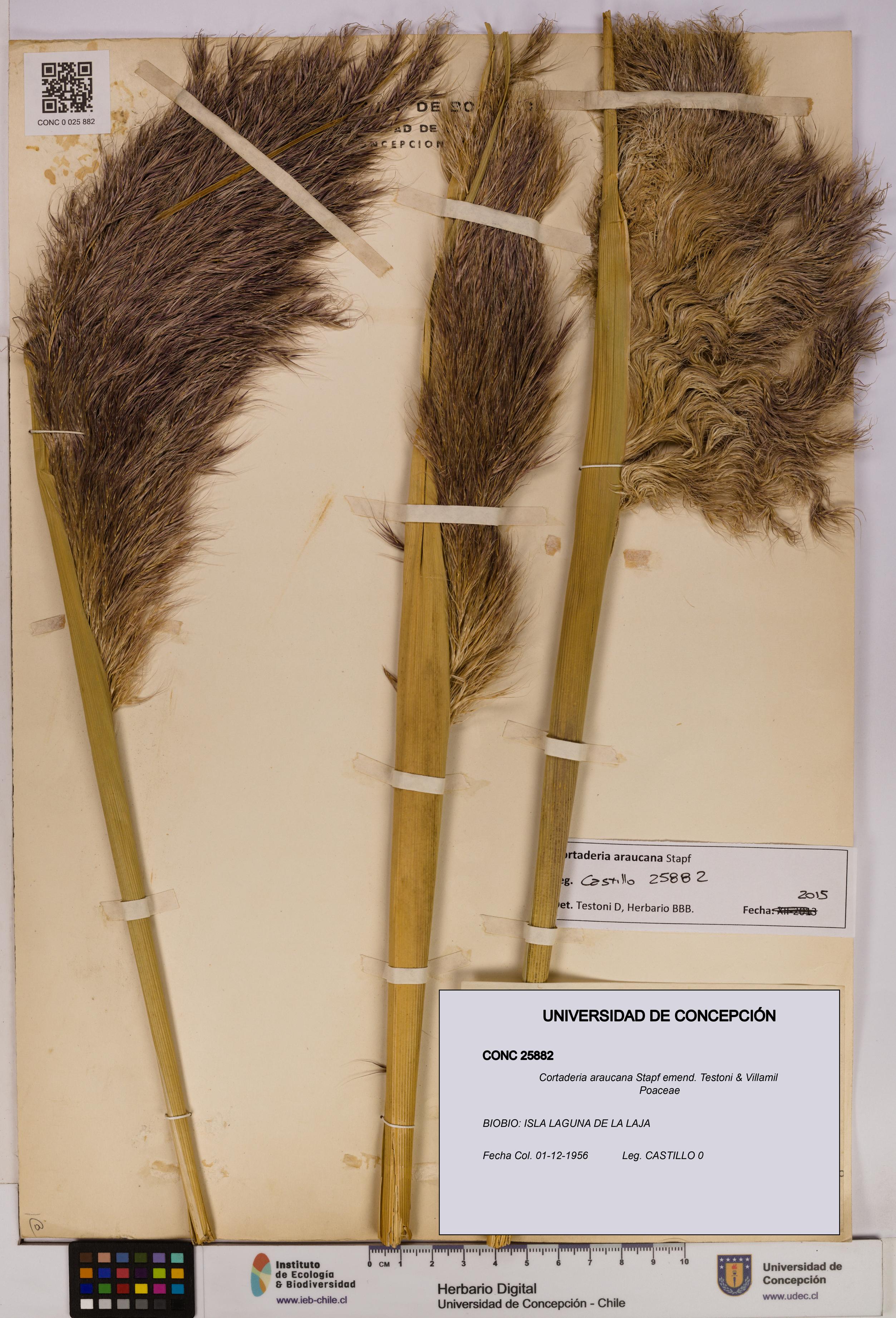 Cortaderia araucana [Espécimen: UDEC:CONC:0025882]