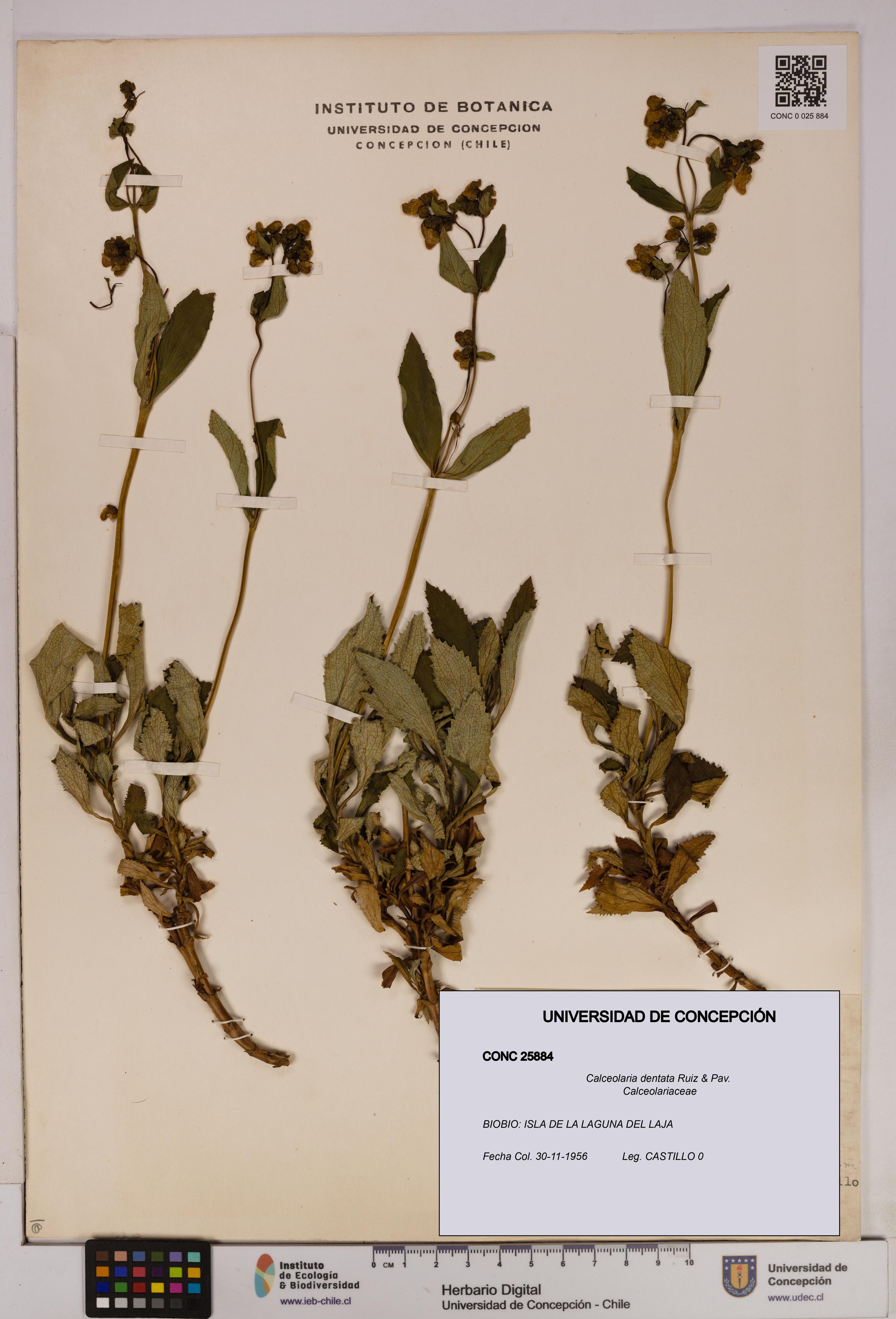 Calceolaria dentata [Espécimen: UDEC:CONC:0025884]