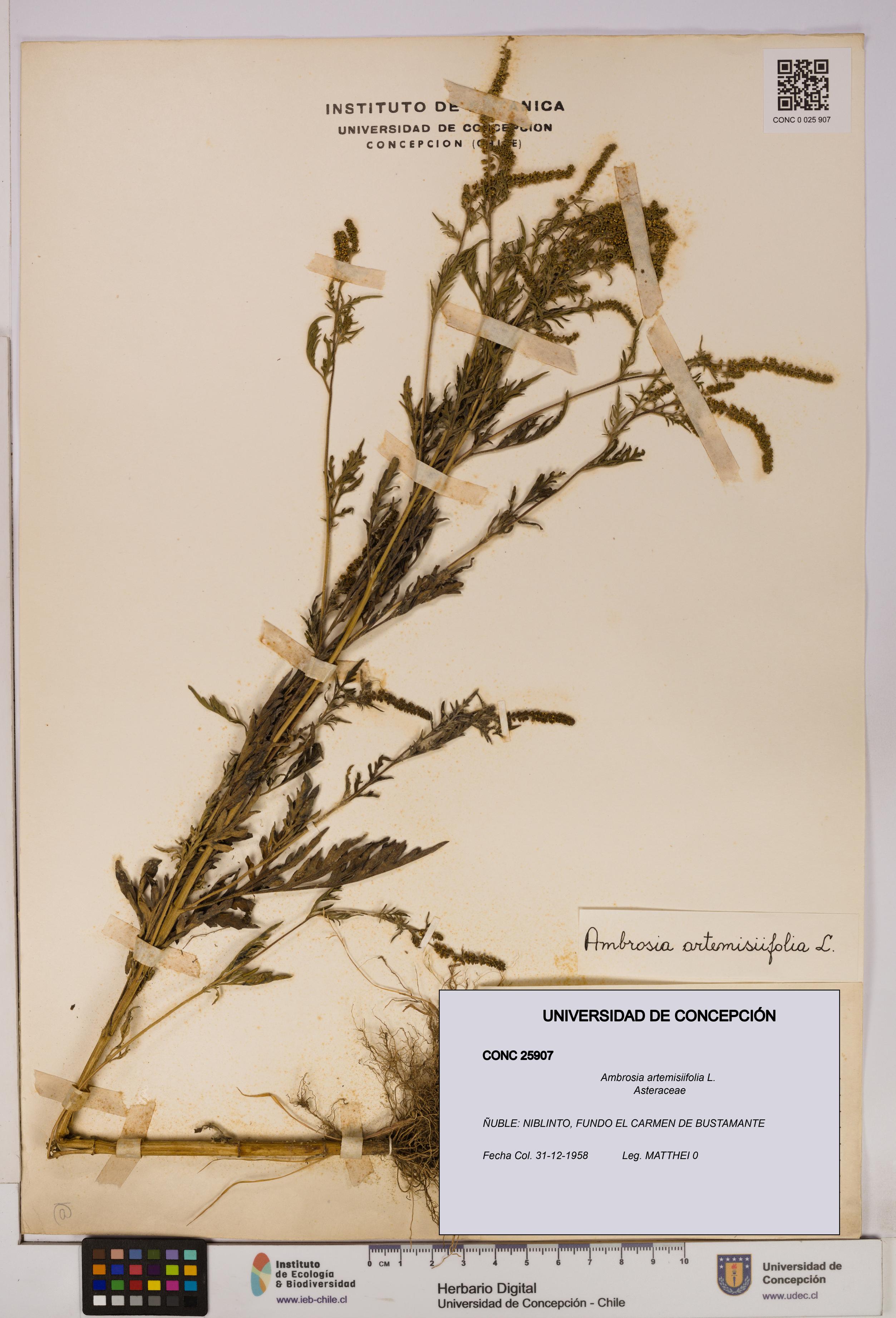 Ambrosia artemisiifolia [Espécimen: UDEC:CONC:0025907]