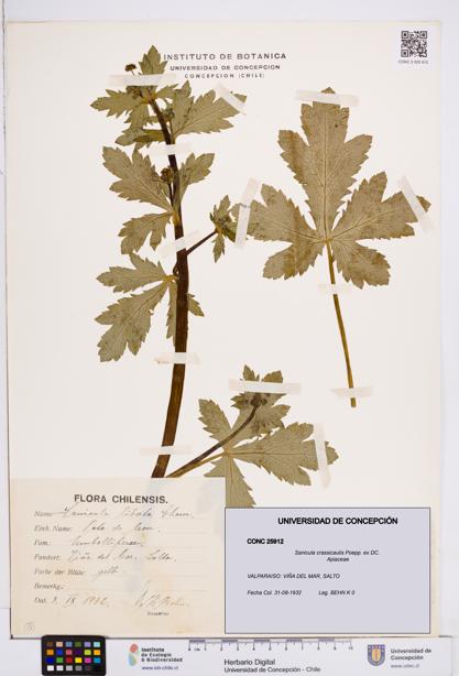 Sanicula crassicaulis [Espécimen: ]