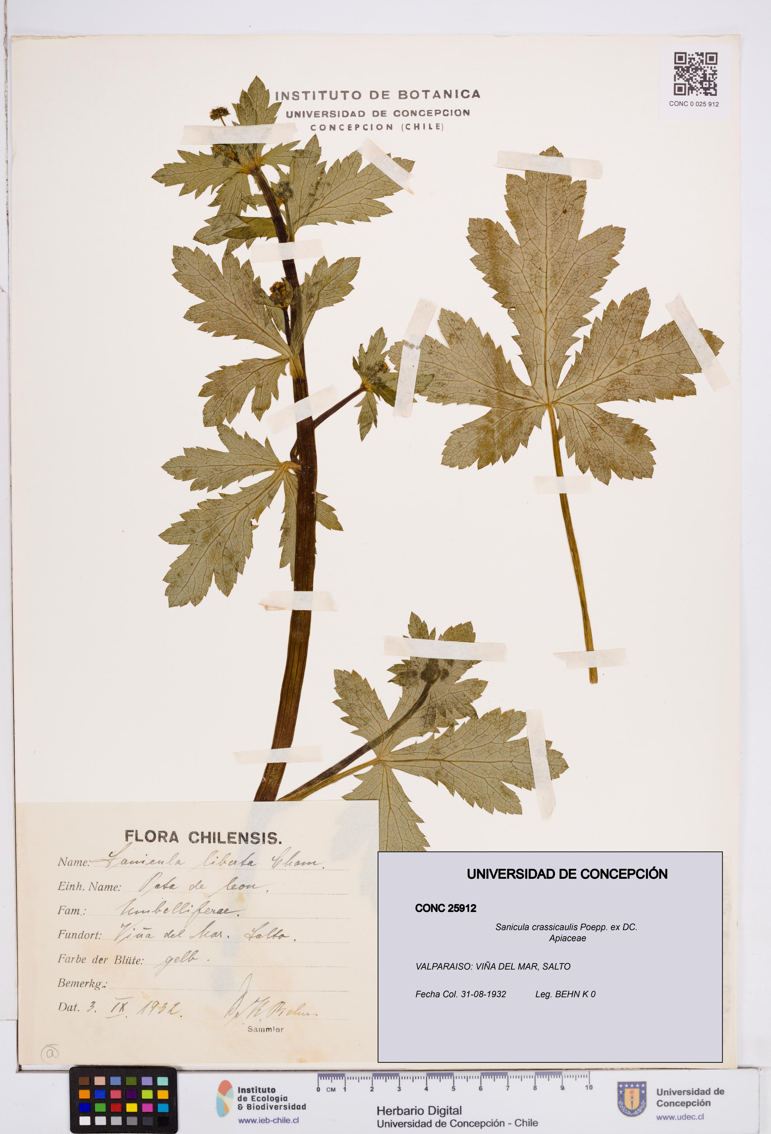 Sanicula crassicaulis [Espécimen: ]