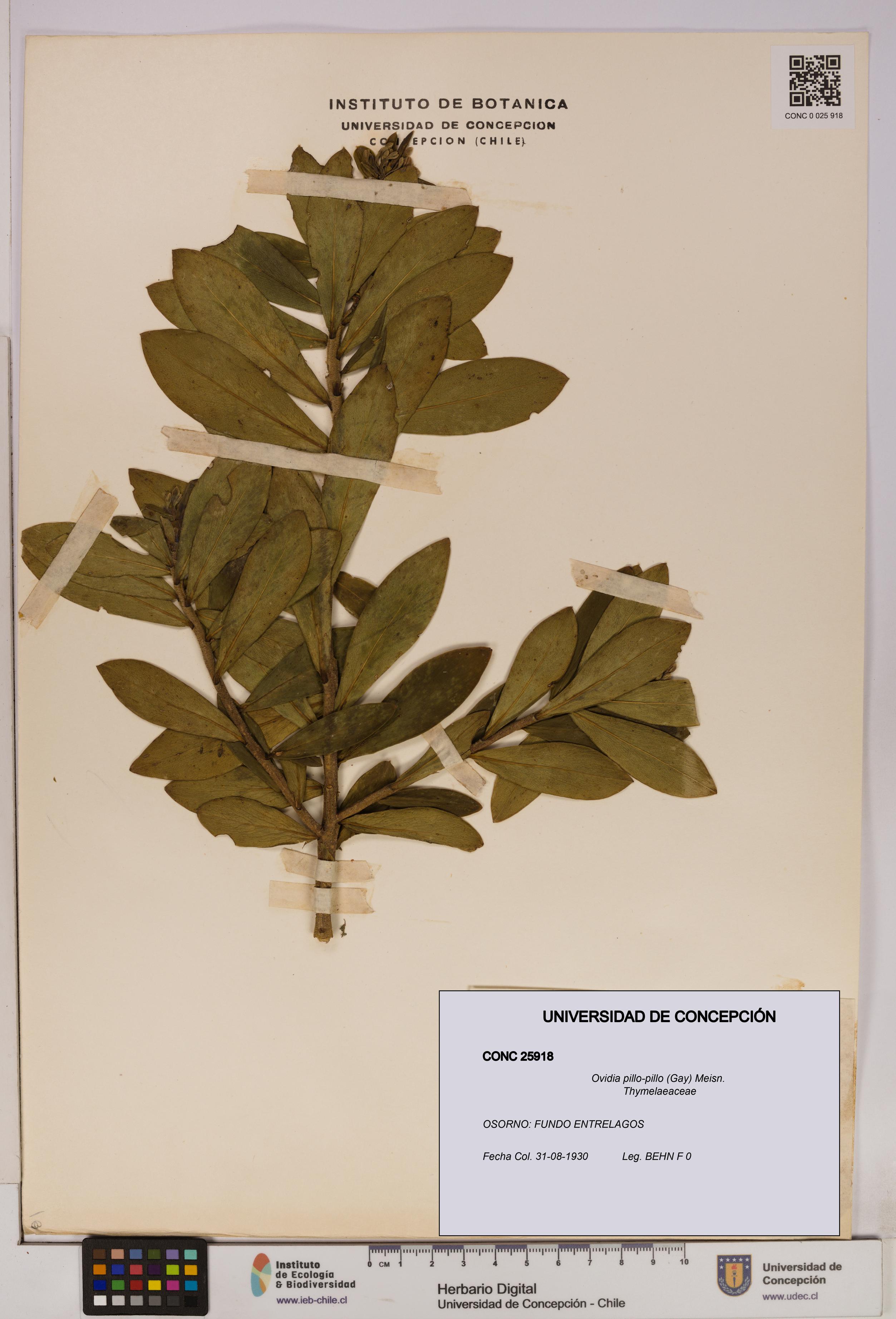 Ovidia pillo-pillo [Espécimen: UDEC:CONC:0025918]