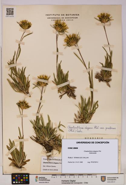 Chaetanthera elegans [Espécimen: UDEC:CONC:0025939]