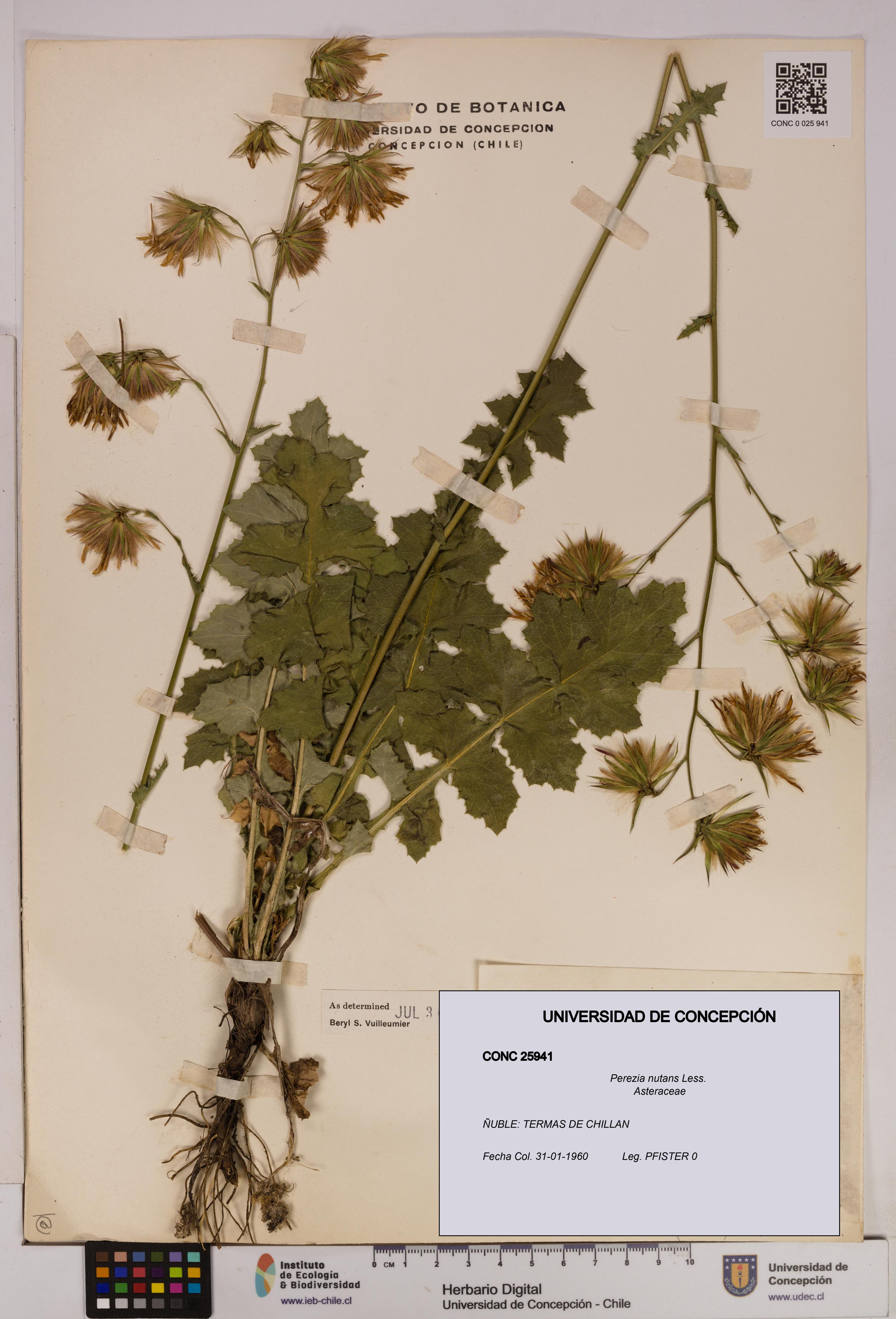 Perezia nutans [Espécimen: UDEC:CONC:0025941]