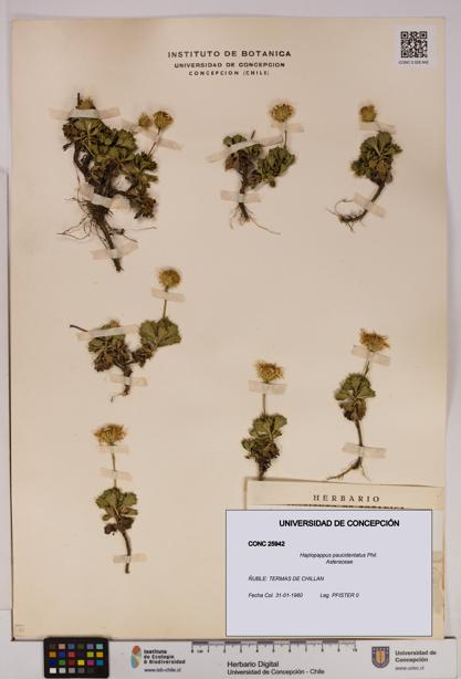 Haplopappus paucidentatus [Espécimen: UDEC:CONC:0025942]