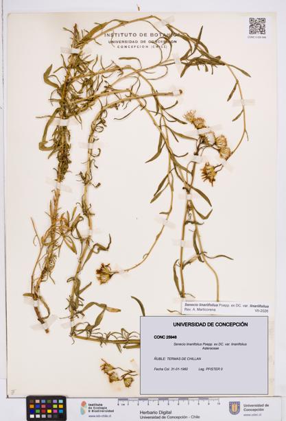 Senecio linariifolius var. linariifolius [Espécimen: ]