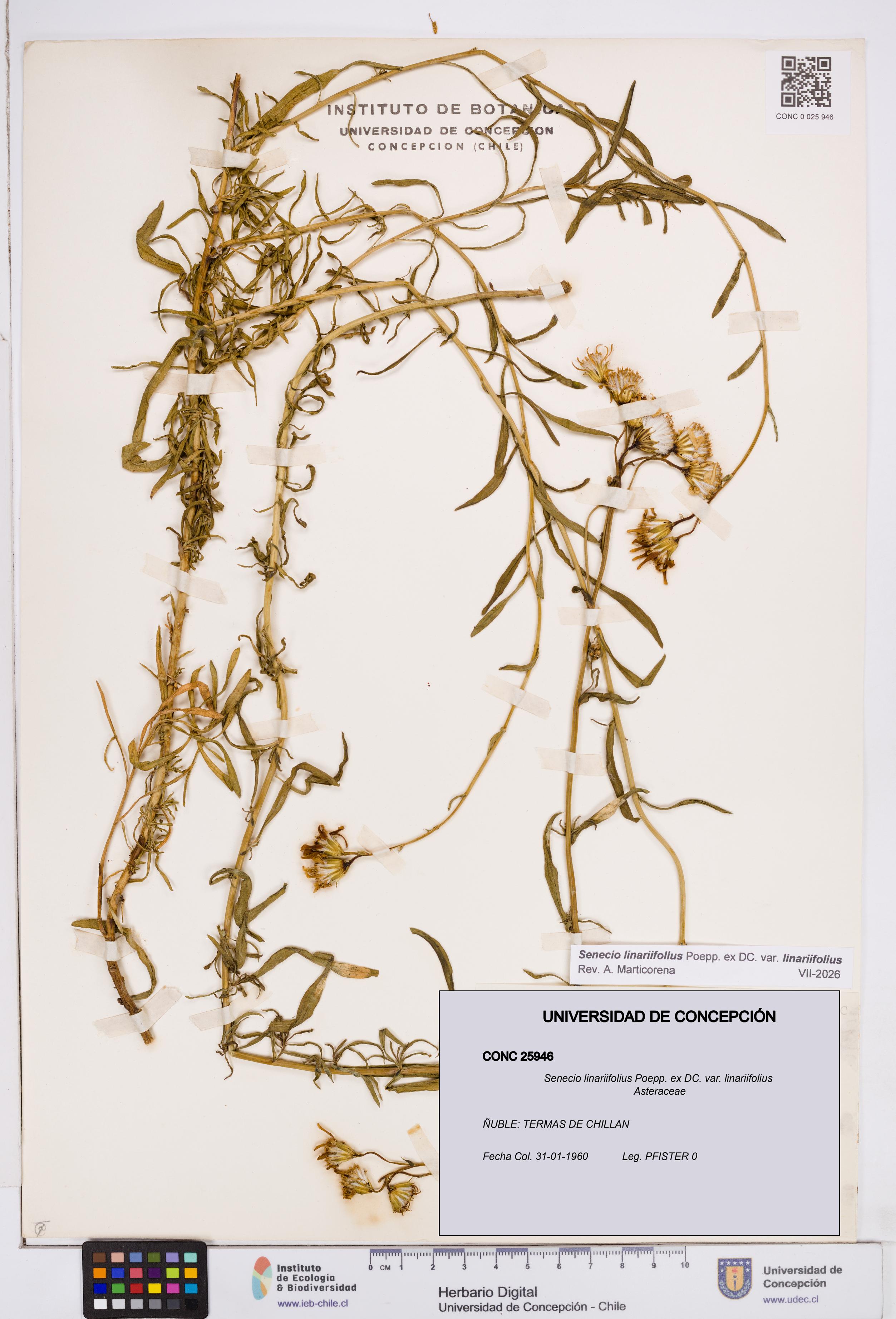 Senecio linariifolius var. linariifolius [Espécimen: ]