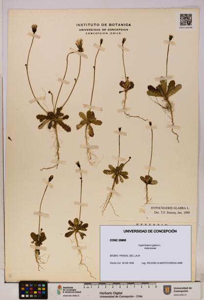 Hypochaeris glabra [Espécimen: UDEC:CONC:0025955]