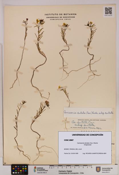 Camissonia dentata [Espécimen: UDEC:CONC:0025957]