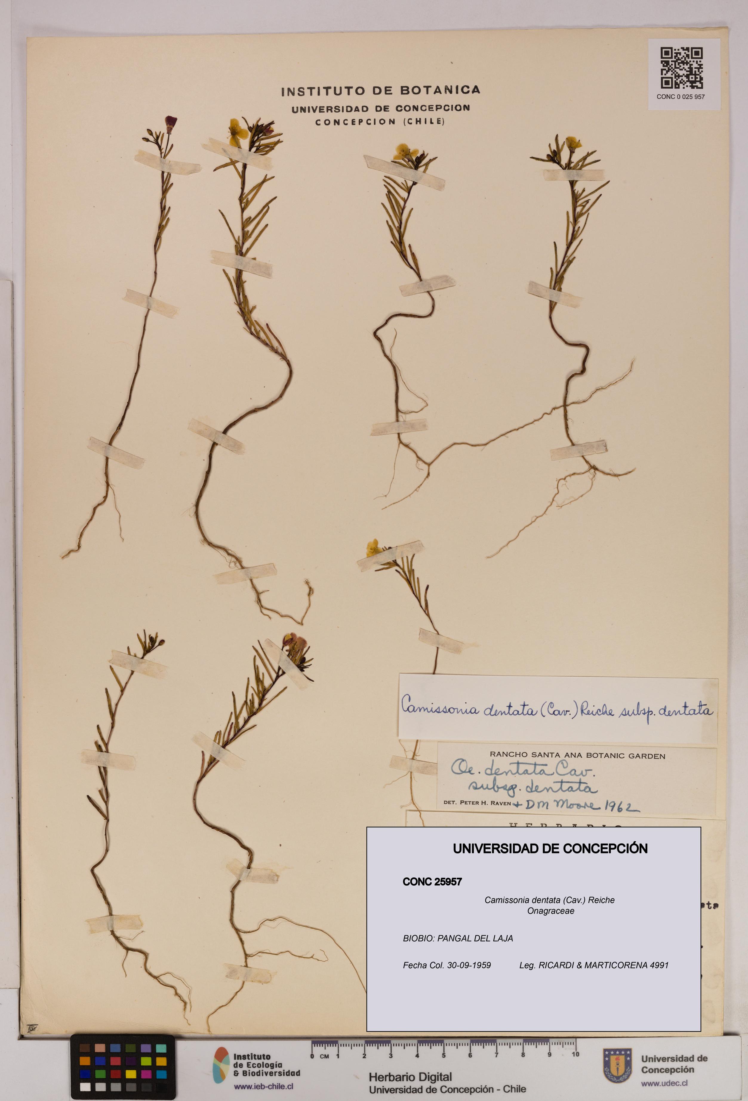 Camissonia dentata [Espécimen: UDEC:CONC:0025957]