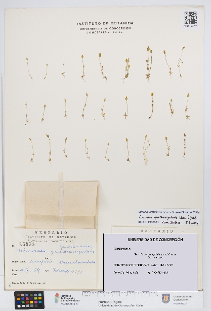 Cicendia quadrangularis [Espécimen: UDEC:CONC:0025959]