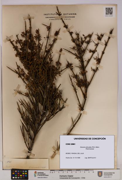 Discaria articulata [Espécimen: UDEC:CONC:0025961]