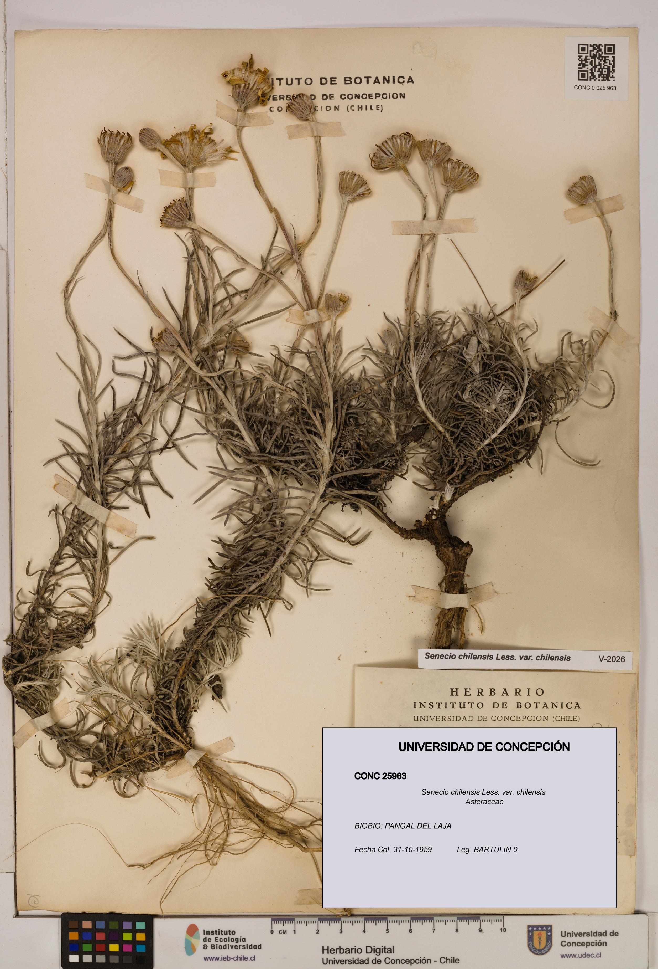 Senecio chilensis var. chilensis [Espécimen: UDEC:CONC:0025963]