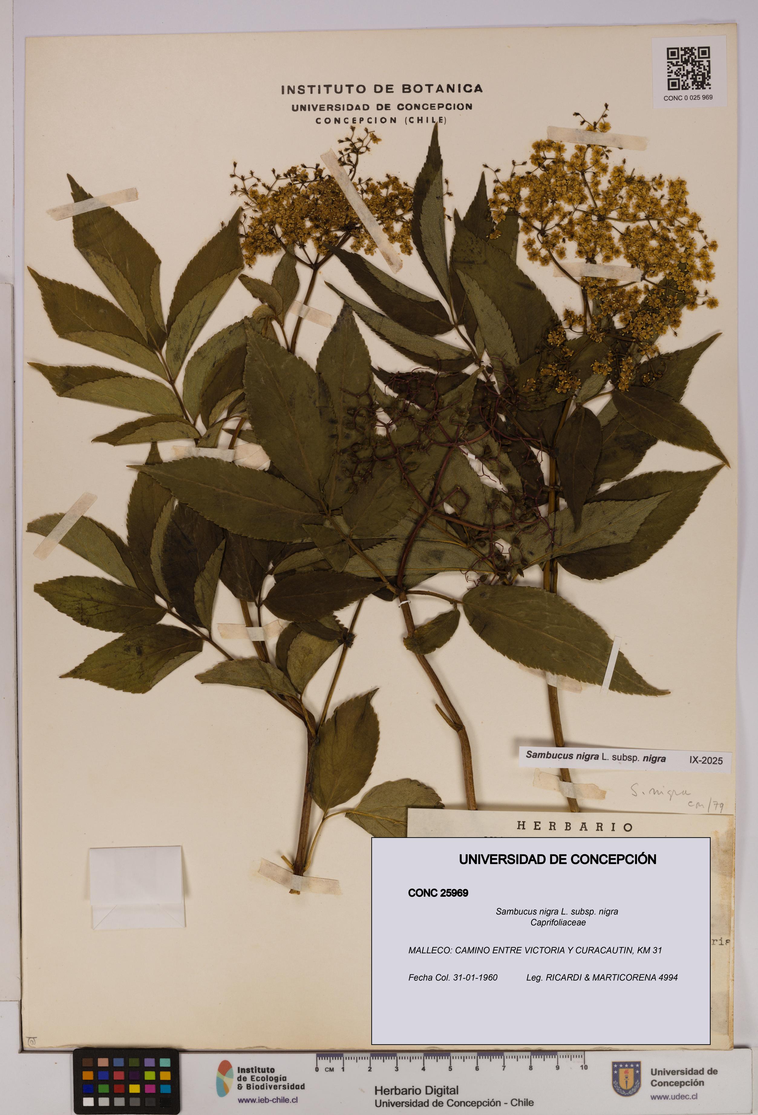 Sambucus nigra subsp. nigra [Espécimen: UDEC:CONC:0025969]