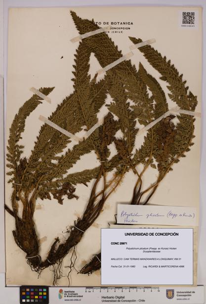 Polystichum plicatum [Espécimen: UDEC:CONC:0025971]