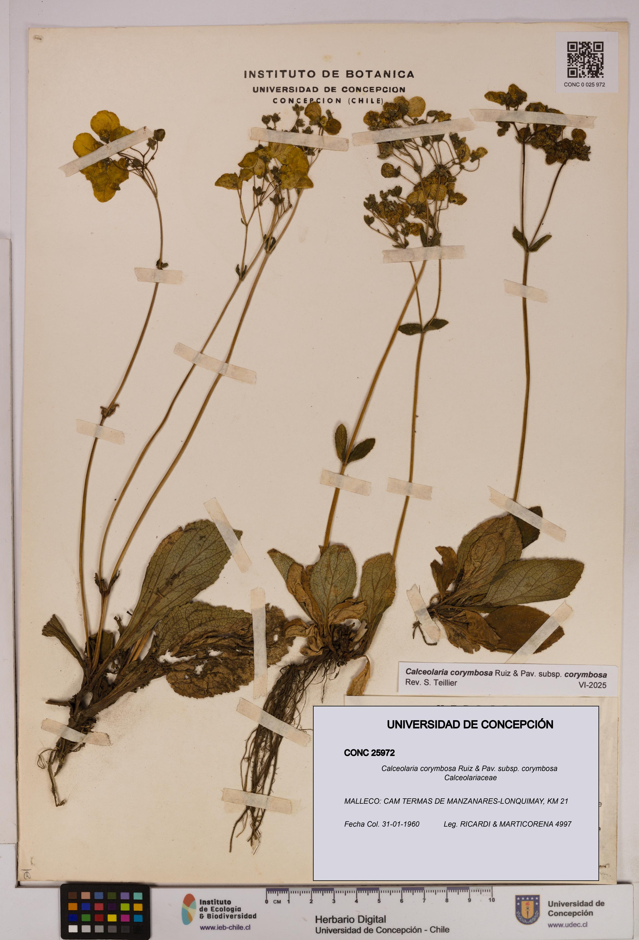 Calceolaria corymbosa [Espécimen: UDEC:CONC:0025972]