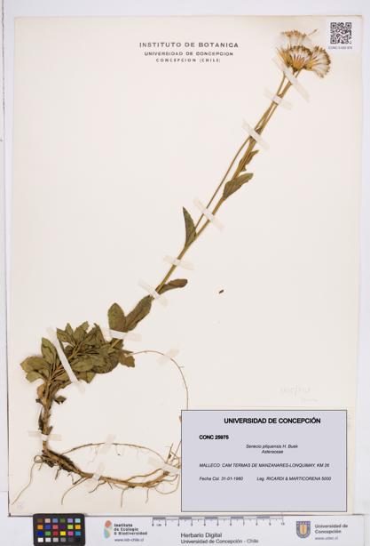 Senecio pilquensis [Espécimen: ]