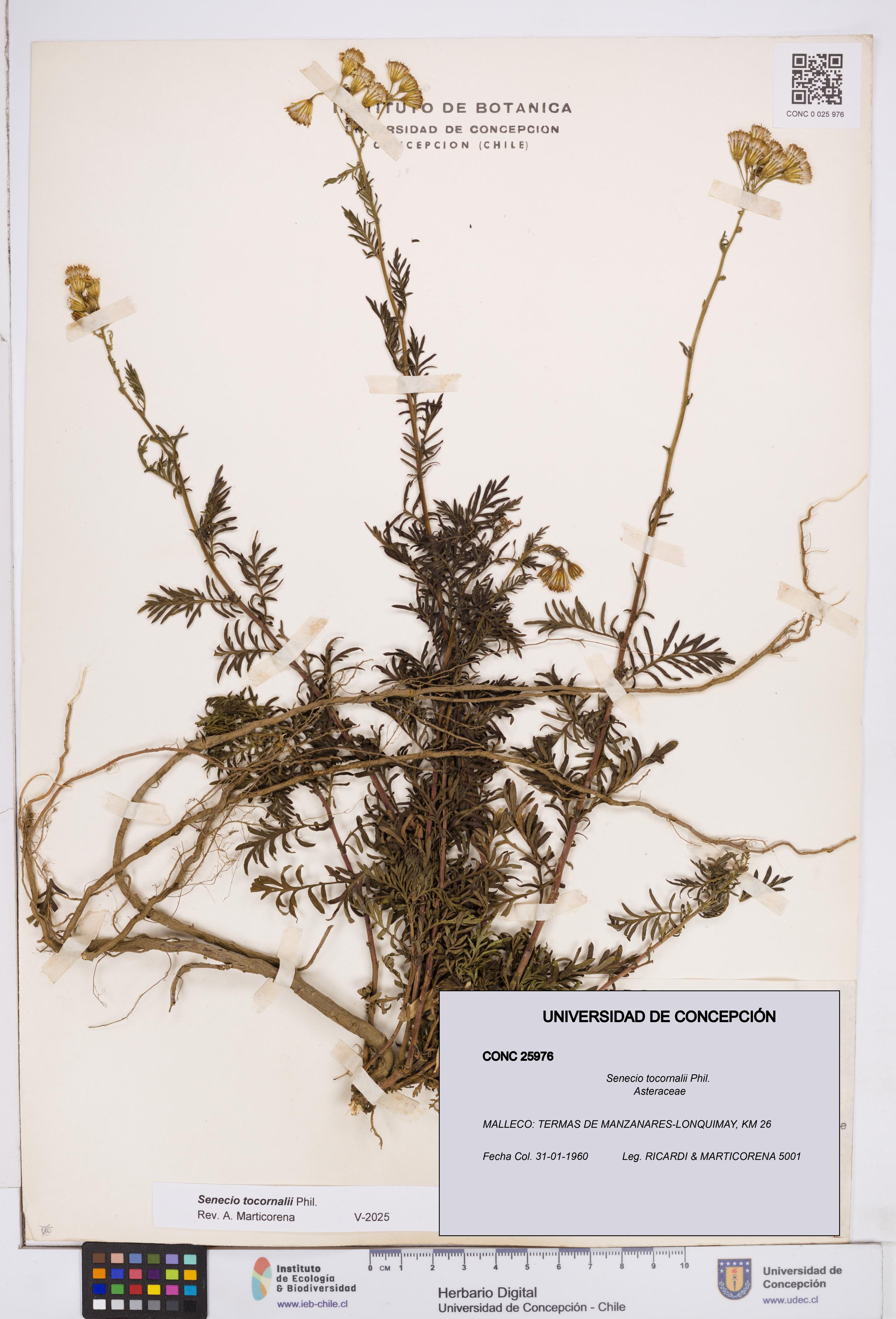 Senecio tocornalii [Espécimen: ]