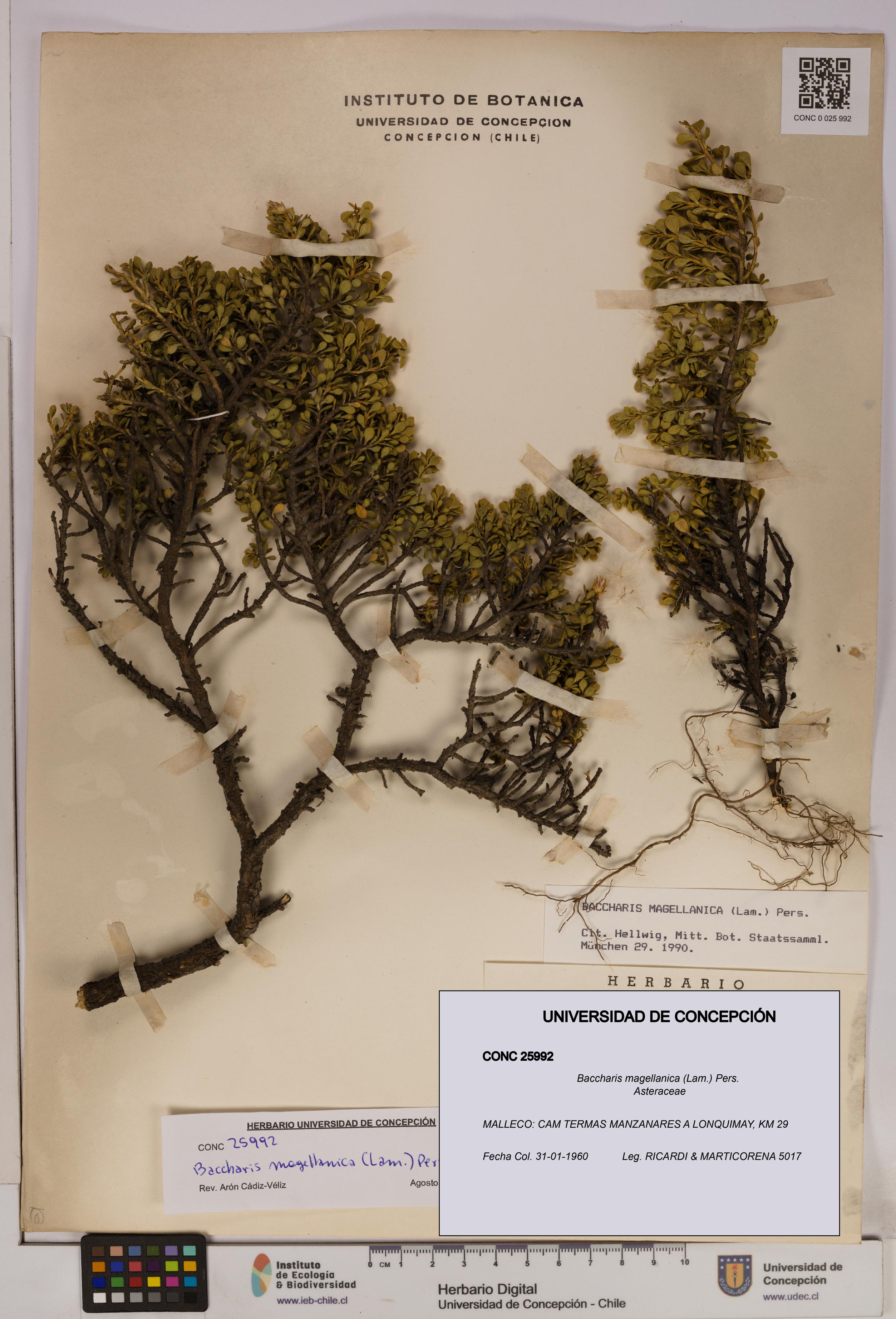 Baccharis magellanica [Espécimen: UDEC:CONC:0025992]