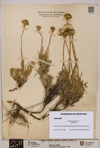 Senecio argyreus [Espécimen: UDEC:CONC:0025993]