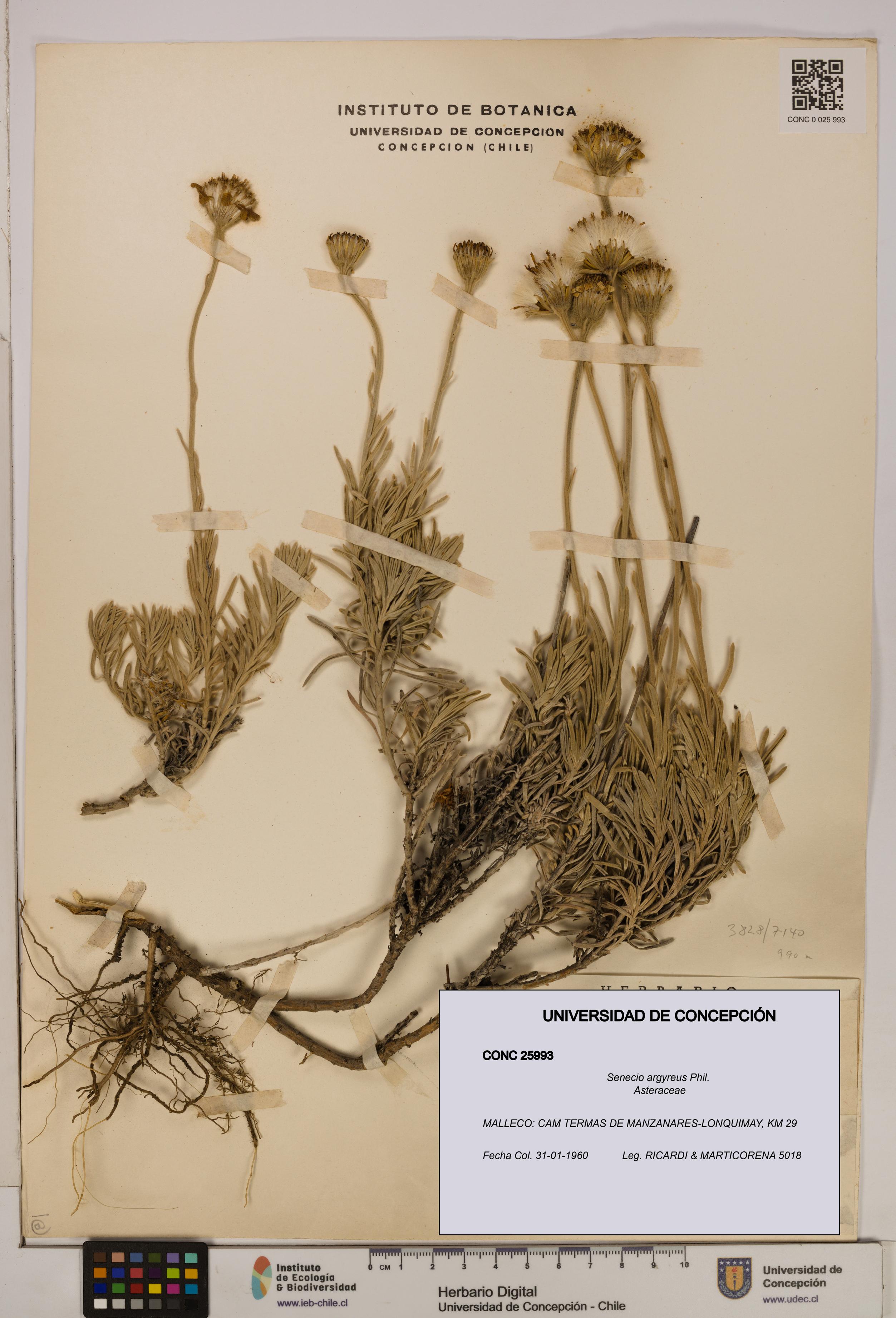 Senecio argyreus [Espécimen: UDEC:CONC:0025993]