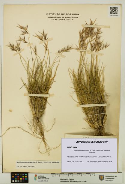 Rytidosperma virescens var. virescens [Espécimen: UDEC:CONC:0025994]