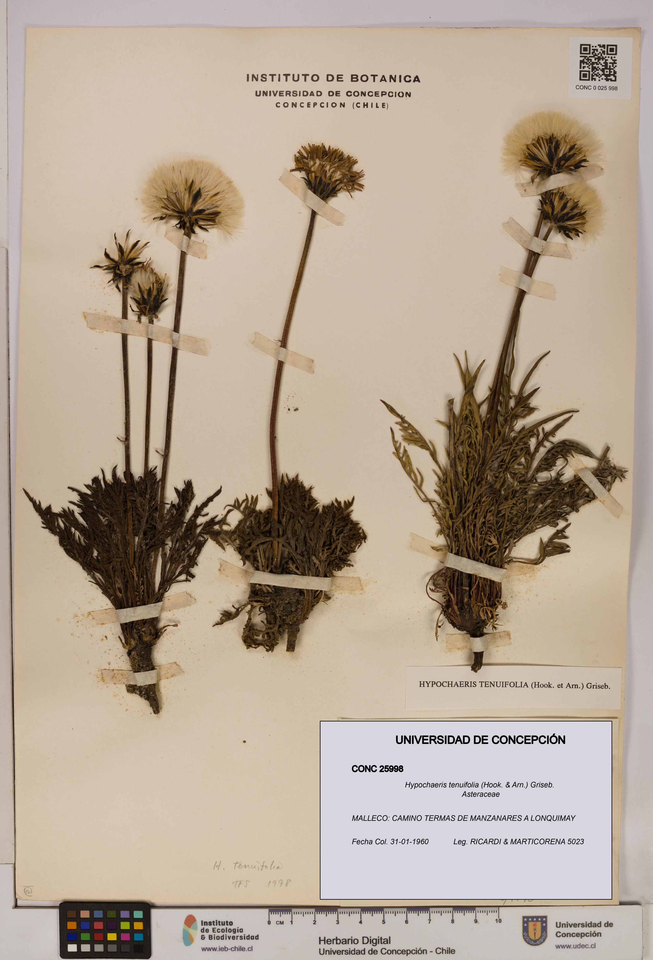 Hypochaeris tenuifolia [Espécimen: UDEC:CONC:0025998]