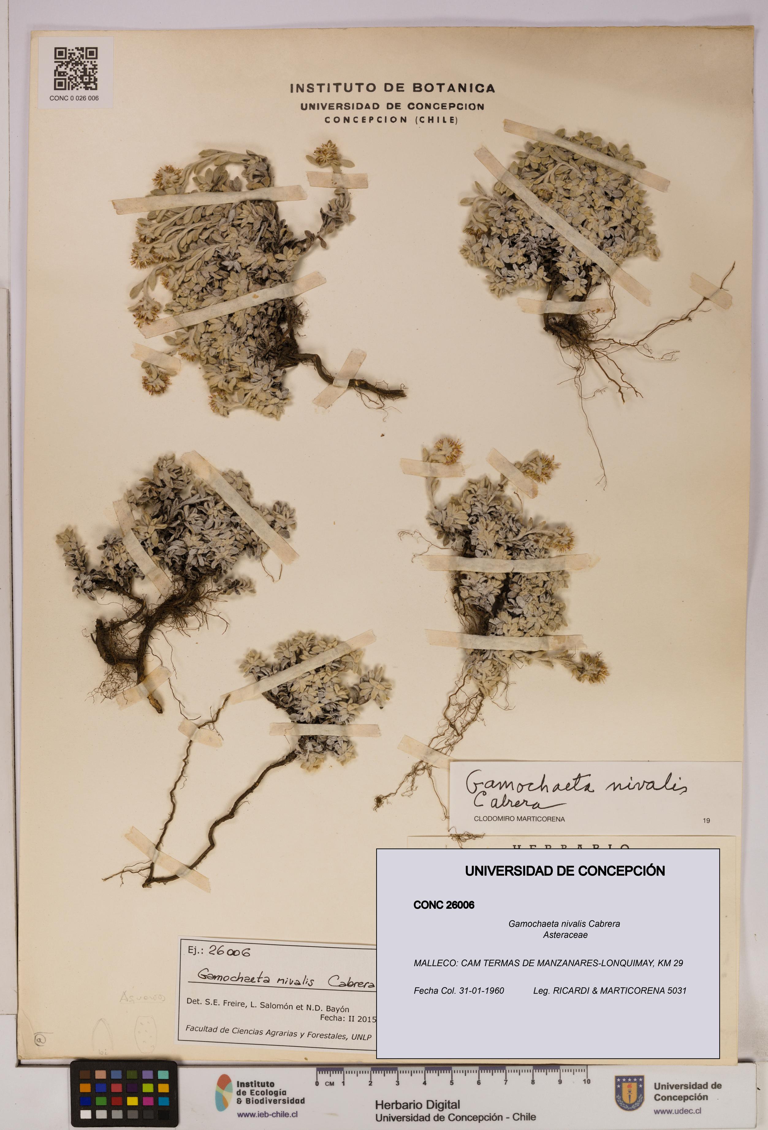 Gamochaeta nivalis [Espécimen: UDEC:CONC:0026006]