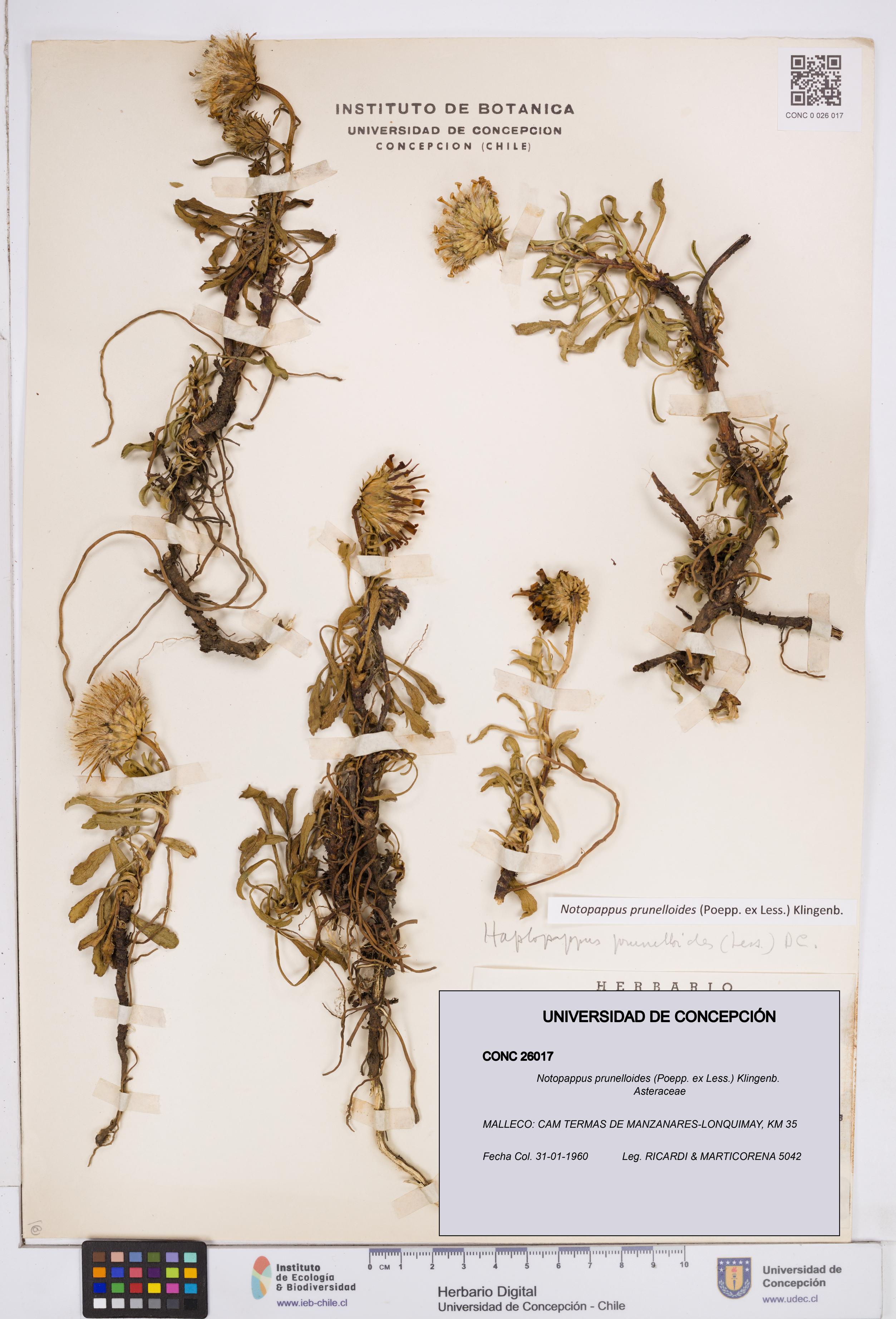 Notopappus prunelloides [Espécimen: ]