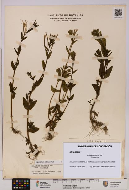 Epilobium ciliatum [Espécimen: UDEC:CONC:0026019]