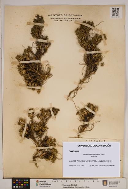 Azorella trifurcata [Espécimen: ]