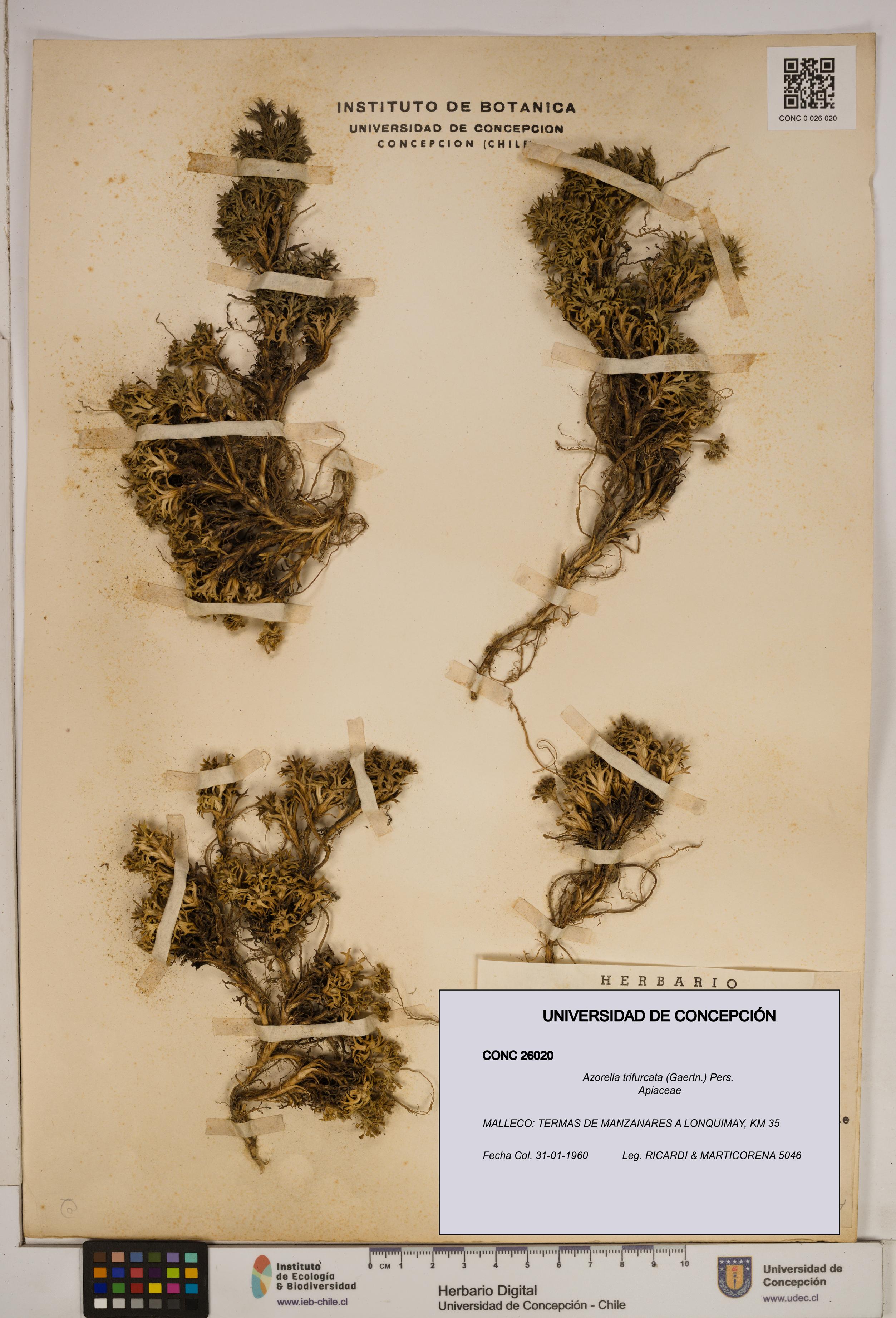 Azorella trifurcata [Espécimen: ]