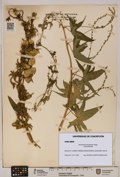 Dioscorea brachybotrya [Espécimen: ]