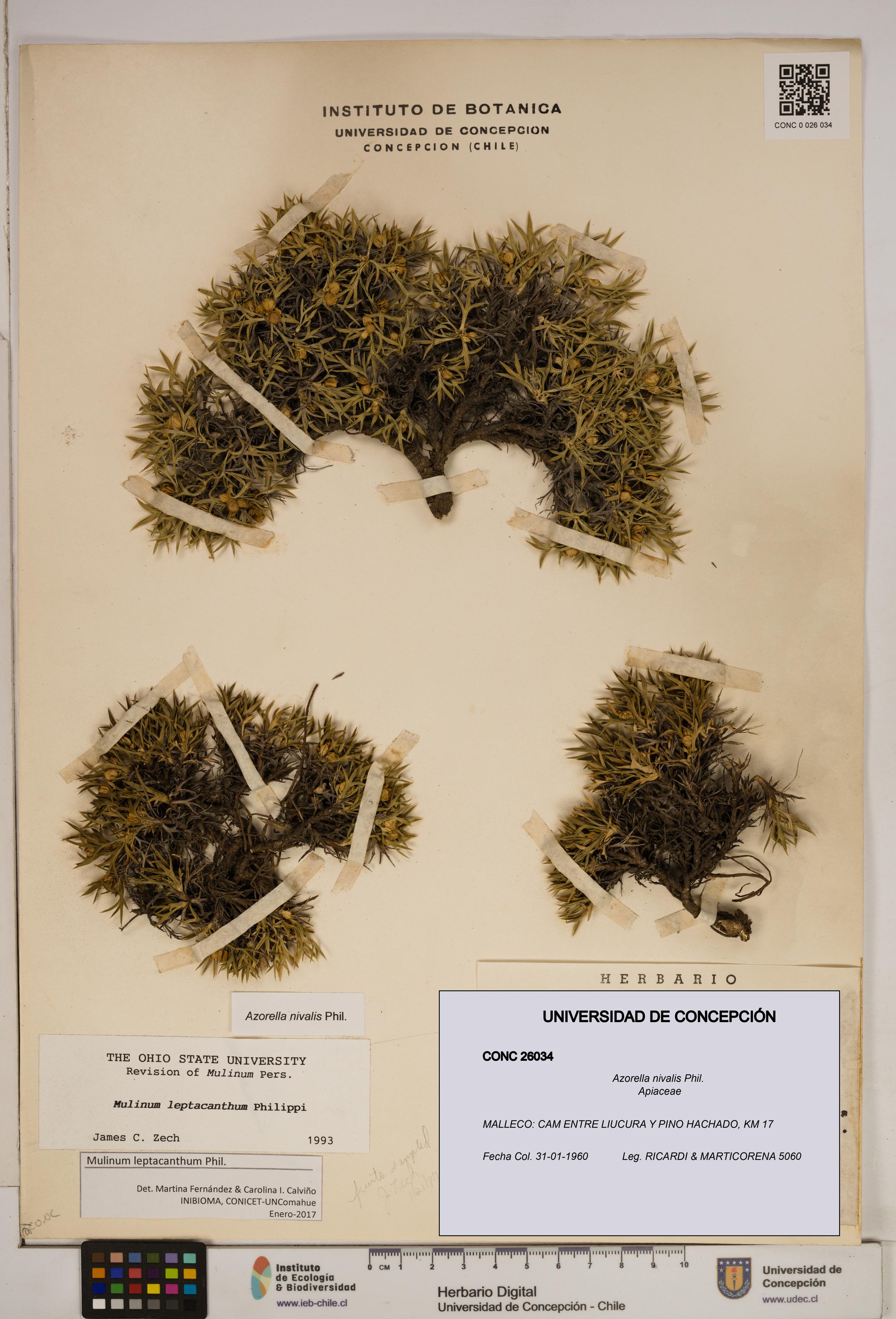 Azorella nivalis [Espécimen: ]
