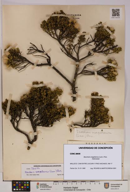Baccharis magellanica [Espécimen: UDEC:CONC:0026035]
