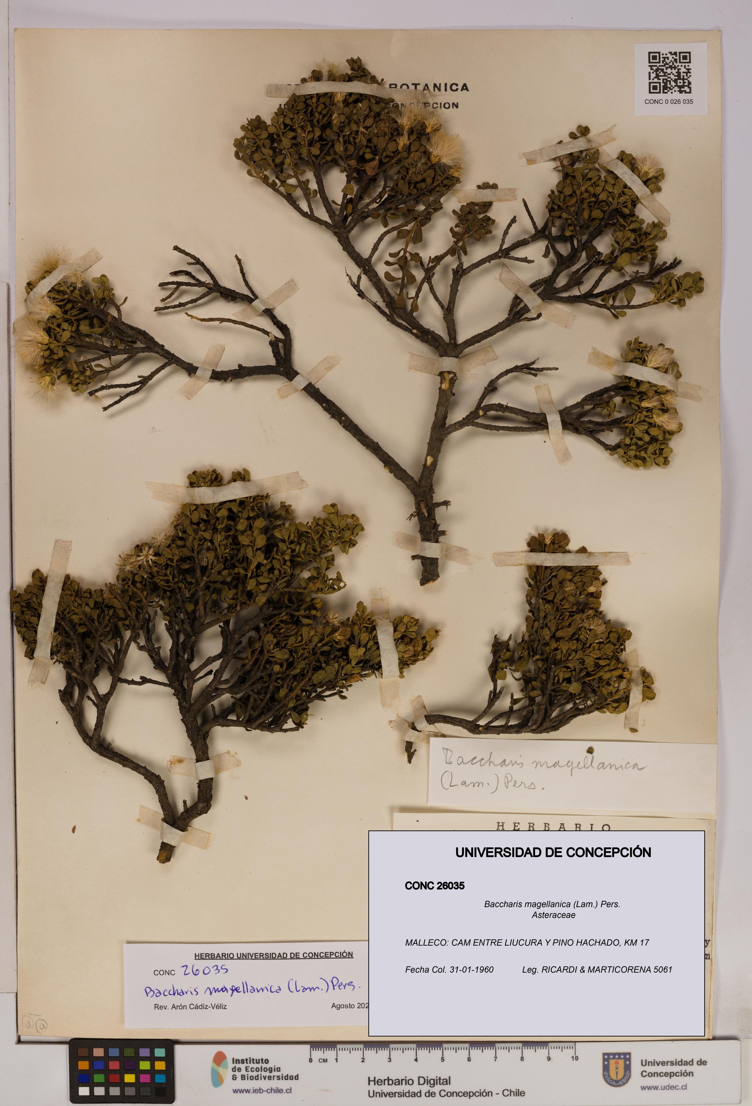 Baccharis magellanica [Espécimen: UDEC:CONC:0026035]