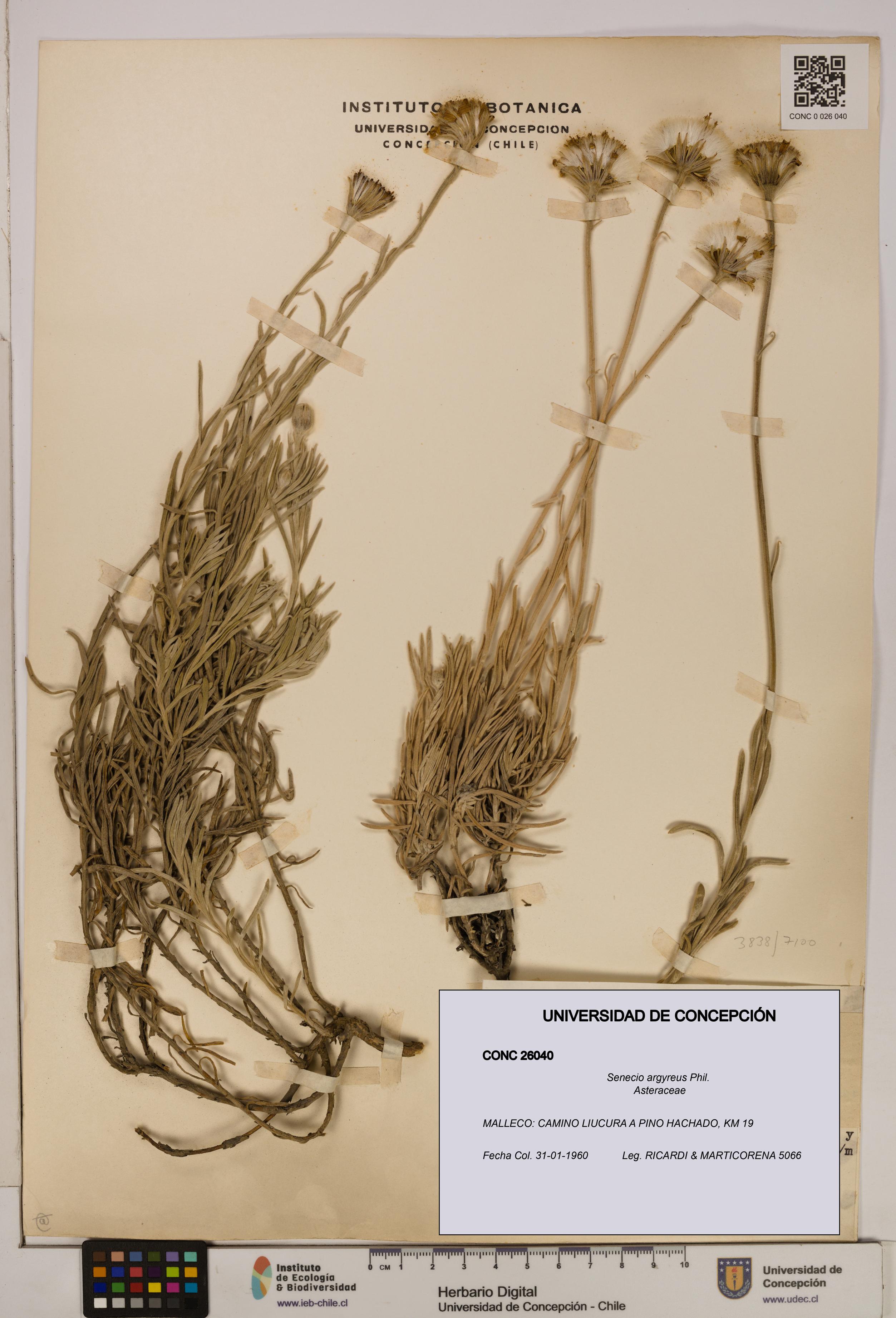 Senecio argyreus [Espécimen: UDEC:CONC:0026040]