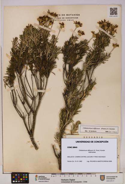 Chiliotrichum diffusum [Espécimen: UDEC:CONC:0026043]