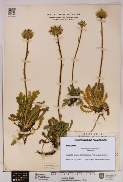 Perezia pedicularidifolia [Espécimen: UDEC:CONC:0026044]