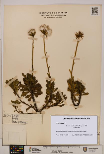 Senecio baccharidifolius [Espécimen: UDEC:CONC:0026045]