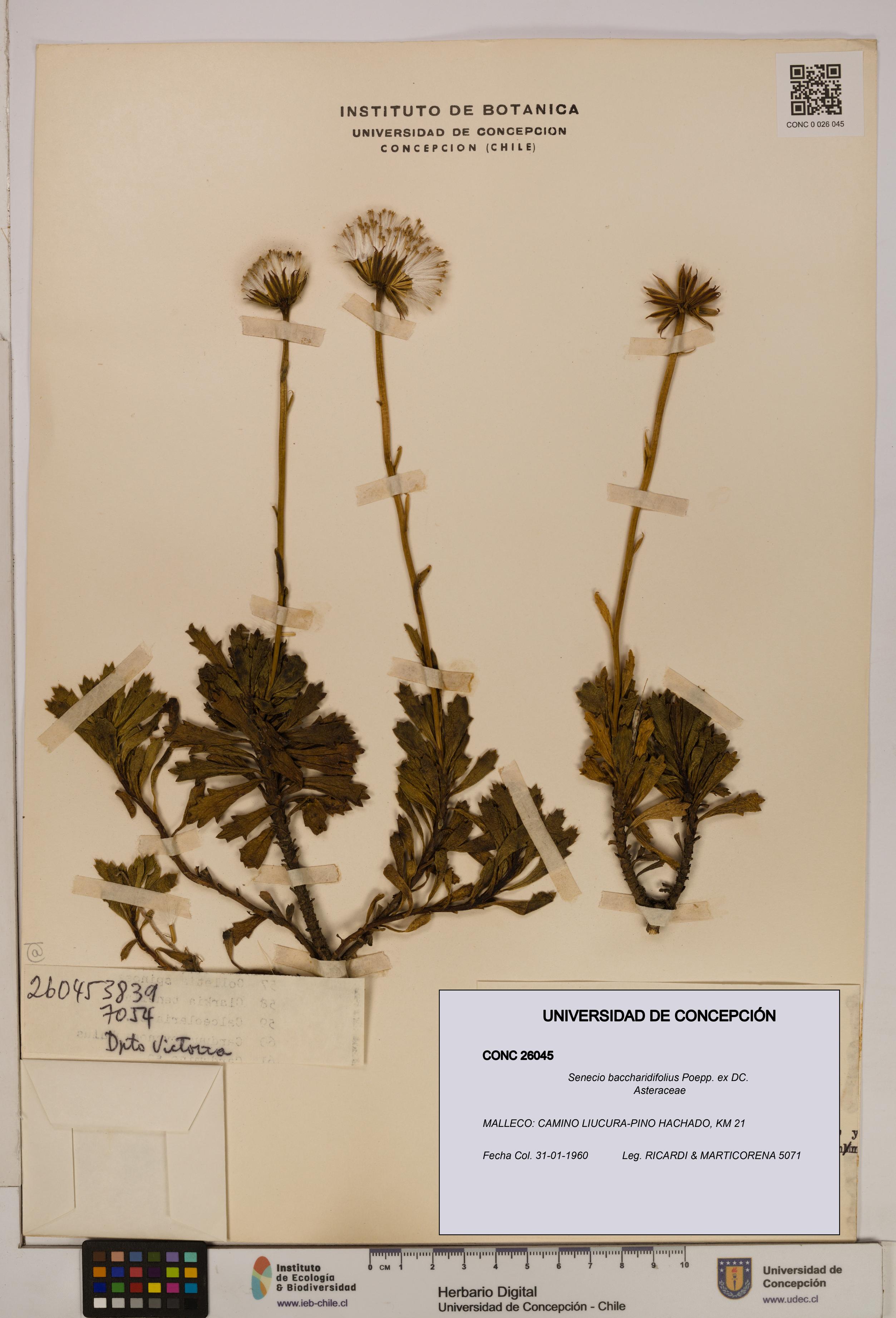 Senecio baccharidifolius [Espécimen: UDEC:CONC:0026045]