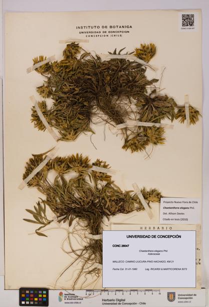 Chaetanthera elegans [Espécimen: UDEC:CONC:0026047]