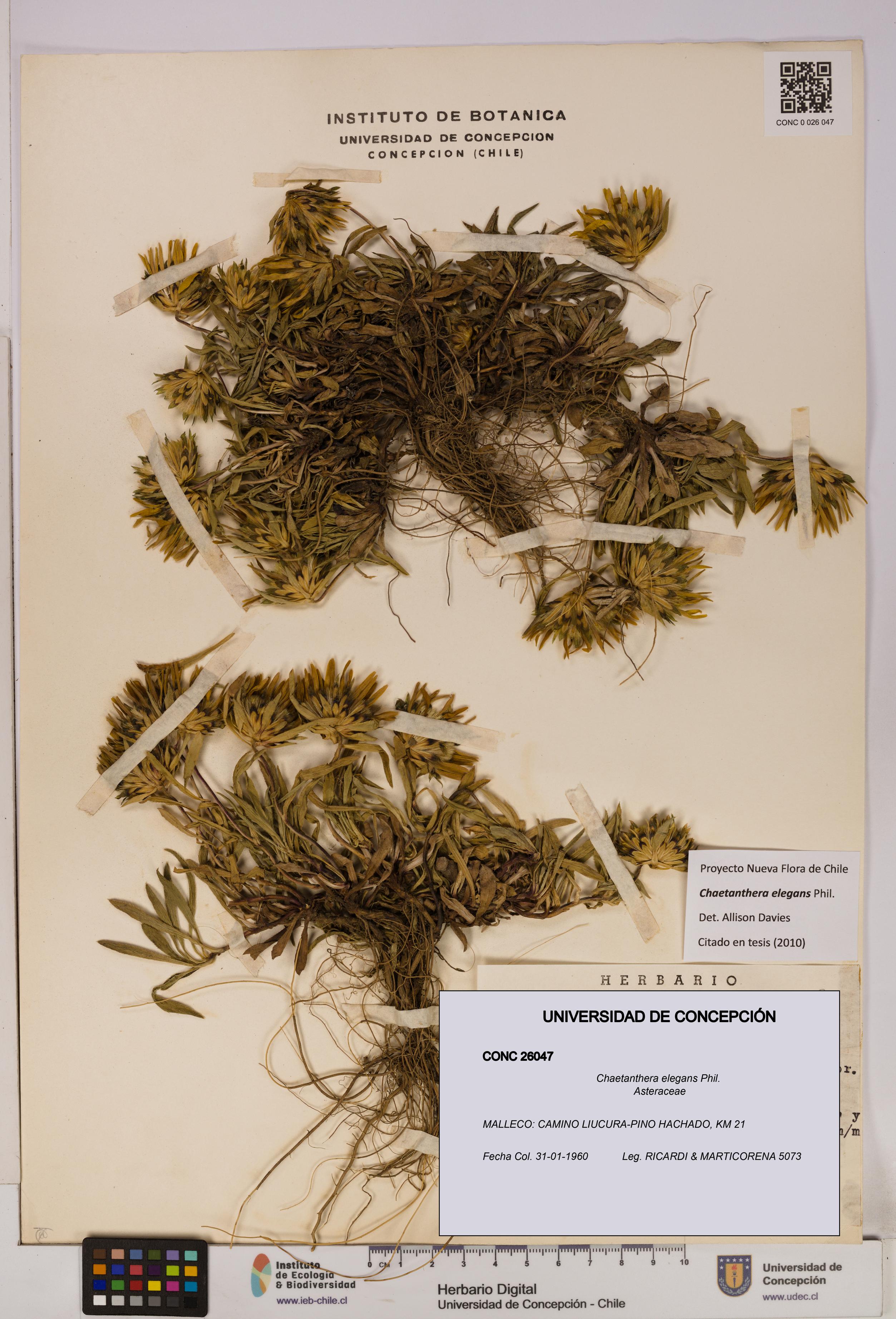 Chaetanthera elegans [Espécimen: UDEC:CONC:0026047]