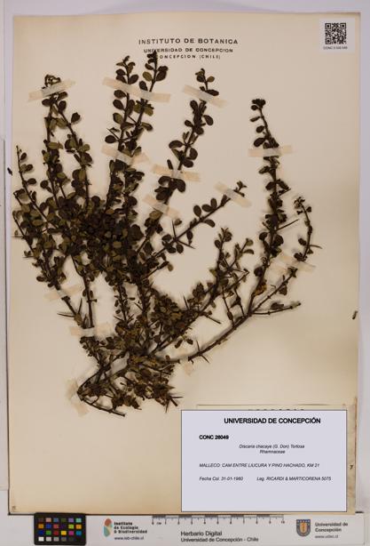 Discaria chacaye [Espécimen: UDEC:CONC:0026049]