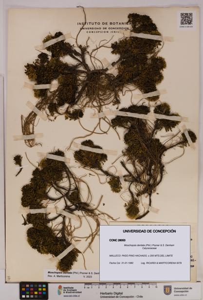 Moschopsis dentata [Espécimen: UDEC:CONC:0026053]